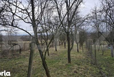 Teren de 1996 mp, în Viile Satu Mare - 12
