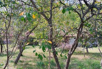 Casa + bucatarie de vara+gradina - 7