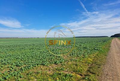 TEREN intravilan Branesti 27000 mp km 12 A2