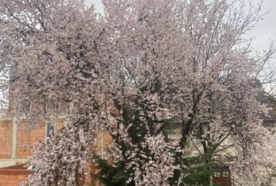 Casă cu 12 camere cu Teren 380 Mp în Orașul Vechi - 10