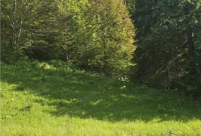 Teren de 1000 mp, în Colibița - 2