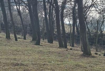 Teren de 4200 mp, în Drajna - 1