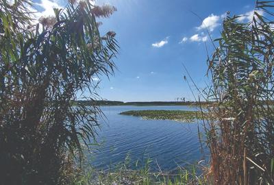 Vanzare teren 4400 mp Snagov - Gruiu, cu deschidere la lacul Snagov - 9