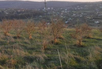 Teren de 17300 mp, în Mănăstirea Doamnei - 1