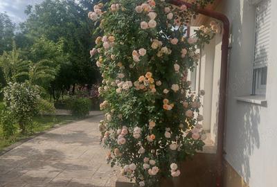 Vand casa Corbeanca - 2