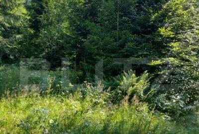 Teren 30 ari cu padure si faneata in Lunca Ilvei - 1