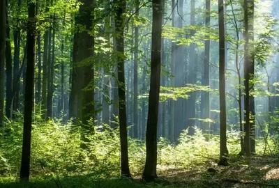 Apartament cu 3 camere decomandat în Băneasa - 2