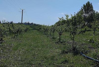 Teren de 6000 mp, în Fălticeni - 5