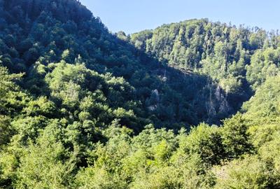 250 Ha TEREN PADURE pe VALEA OLTULUI, in Balota- Racovita, jud. Valcea, acces DE - 4