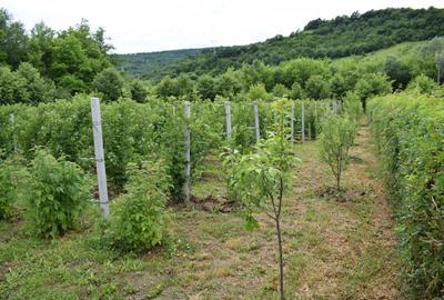 Teren de 3000 mp, în Fizeșu Gherlii