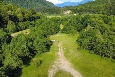 Teren de 5000 mp, în Păscoaia - 3