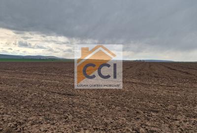 Teren agricol intravilan de 10000 mp, în Vest - 12