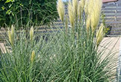 Casa ta te a?teapta in Comuna Darza, Crevedia jud. Dambovi?a - 11