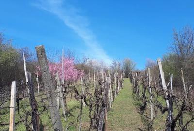 Teren în Cristian - 3