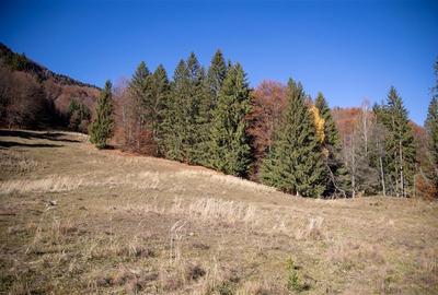 Teren Construcții extravilan de 20000 mp, în Siriu - 17