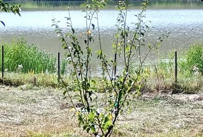 Casă individuală cu 3 camere cu Teren 800 Mp în Câmpenești - 4