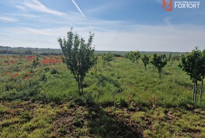 Teren agricol extravilan de 3500 mp, în Remetea Mare - 4