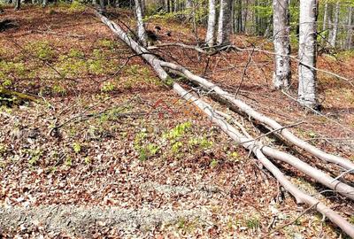 Teren de 23000 mp, în Valea Doftanei - 1