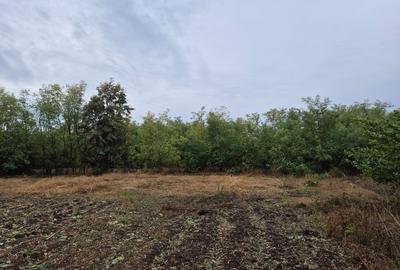 Casă cu teren 3.682 mp, sat Radu Vodă (com. Lupsanu, jud. Călărași) - 7