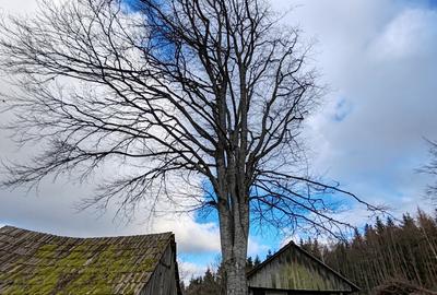 19,5 Ha  TEREN PEISAJ PANORAMIC SPECTACULOS zona turistica montana BULZ -  BIHOR - 43