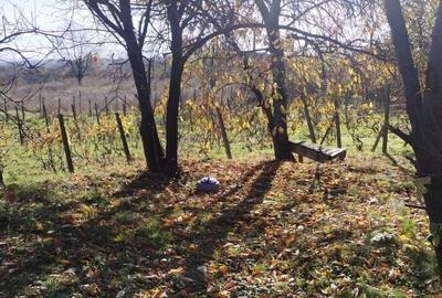 900 mp teren intravilan, comuna Schitu Duca - 2