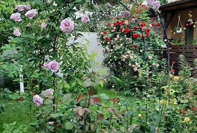 Vanzare casa Chiajna Ilfov - 7