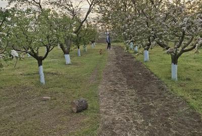 Vand casa oras Ianca. Braila - 4