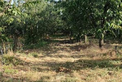 Livada 600pomi de 12 ani,cu casa 2camere,baie ,bucatarie,10000mp - 1