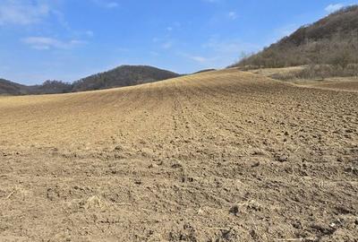 Teren de 7000 mp, în Hoghilag - 8