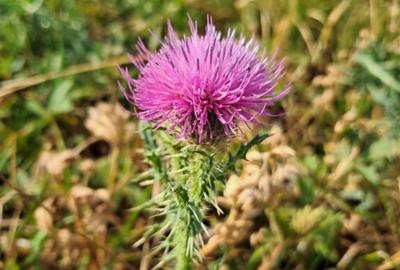 Teren 400 mp situat in Apahida zona spre Campenesti - 1