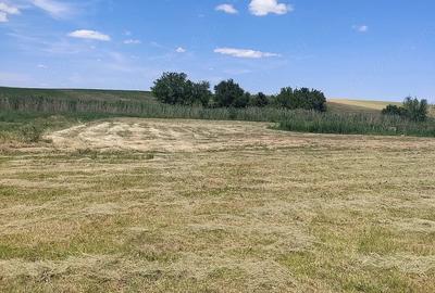 Teren de 5000 mp, în Satchinez - 2