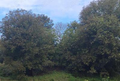 Casă cu 6 camere în Diviciorii Mici - 9