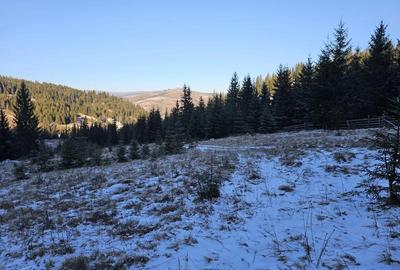 Teren extravilan de vanzare inconjurat de padure in Bucovina zona Breaza - 7