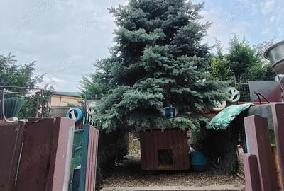 Casa d vanzare - 2