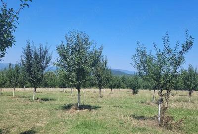 Teren în Prigor - 6