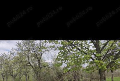 Vand casa batraneasca la ?ara sat Hodisel - 10