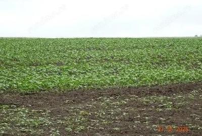 Teren cota parte 1/4, Saraiu, ID: R2684294 - 3