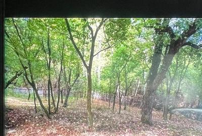 Casă cu 4 camere cu Teren 1800 Mp în Bârsoiu - 8