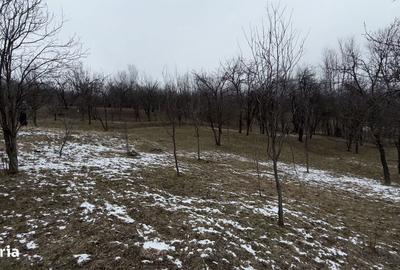 Teren de 4652 mp, în Șotrile - 5