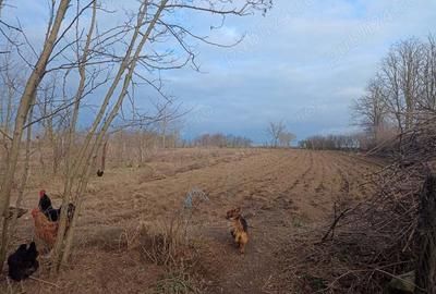 Casă cu 2 camere în Căscioarele - 1