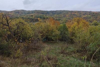 Casă cu 1 camere cu Teren 5000 Mp în Drajna - 10