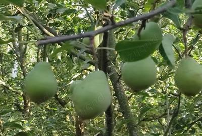 Casă cu 2 camere în Zimnicea - 1