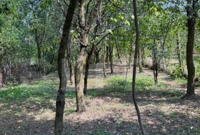 Casa cu teren 1000 m Drajna - 28