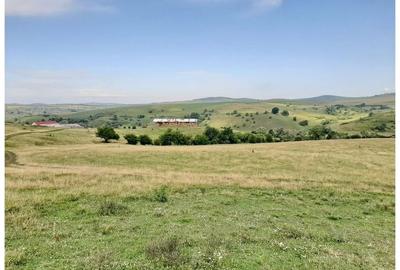 Teren Sercaia  250 ha - 6