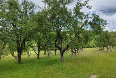 Grosi, 2 case , 7 ari teren - 5