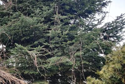 Teren Construcții intravilan de 684 mp, în Viilor - 2