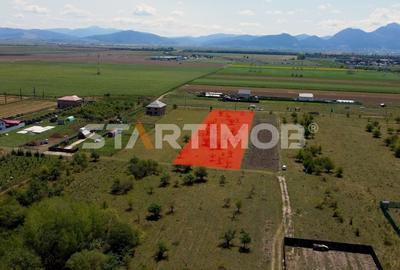 Teren intravilan Livada Sanpetru Teren intravilan Livada Sanpetru - 2