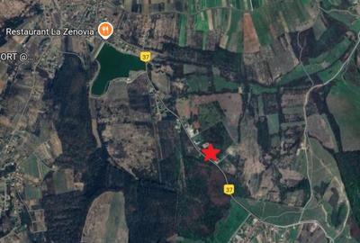 Teren de vanzare in Paleu - Saldabagiu la asfalt, gaze si electricitate - 4