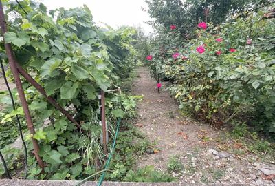 Casă individuală cu 4 camere cu Canalizare în Mehala - 1