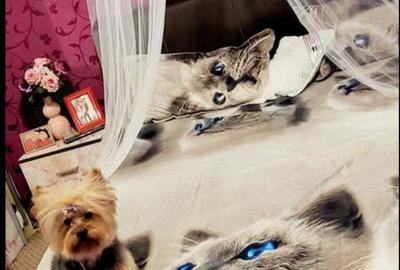 Proprietar vanzare casa zona Bogdanestilor - 8